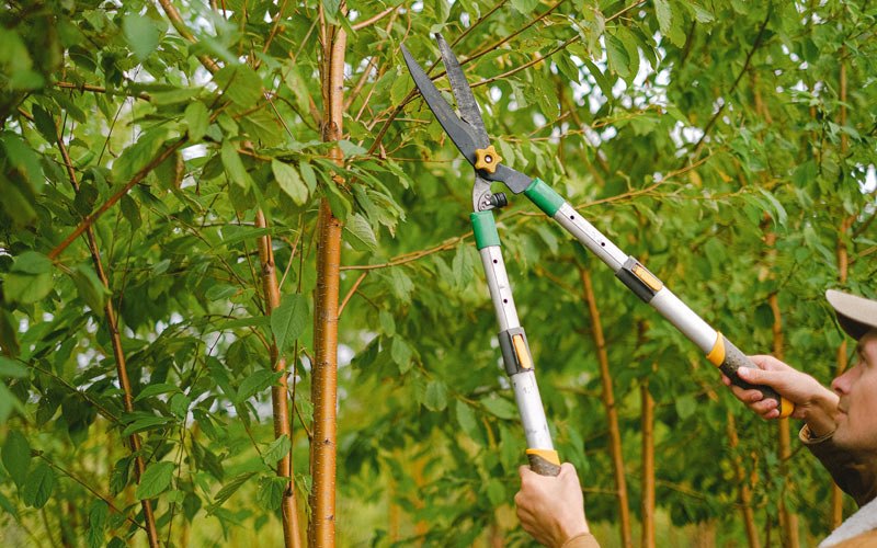 Tree trimming in Union, OR